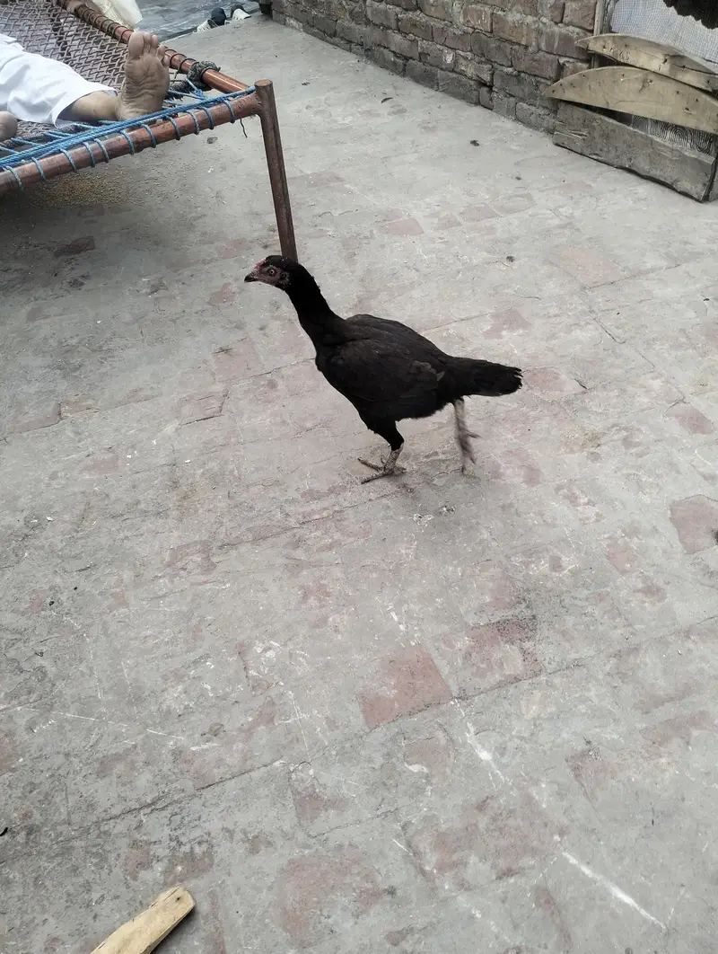 chick fors sael — photo 6
