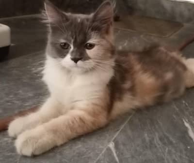 Person  kitten trained Vaccinated