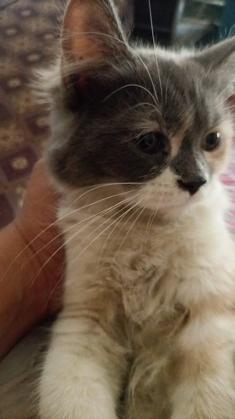Person  kitten trained Vaccinated — photo 2