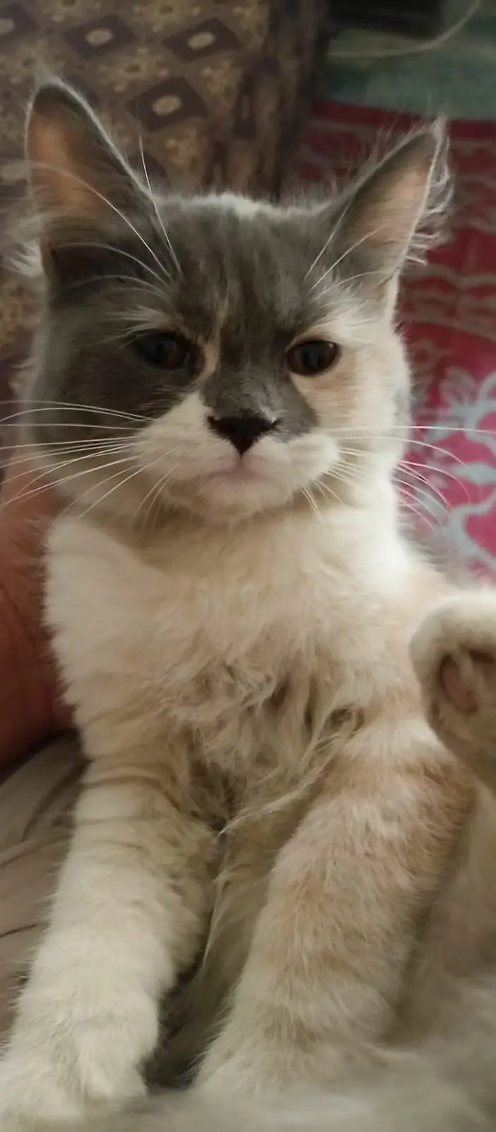 Person  kitten trained Vaccinated — photo 3