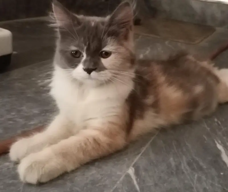Person  kitten trained Vaccinated — photo 5