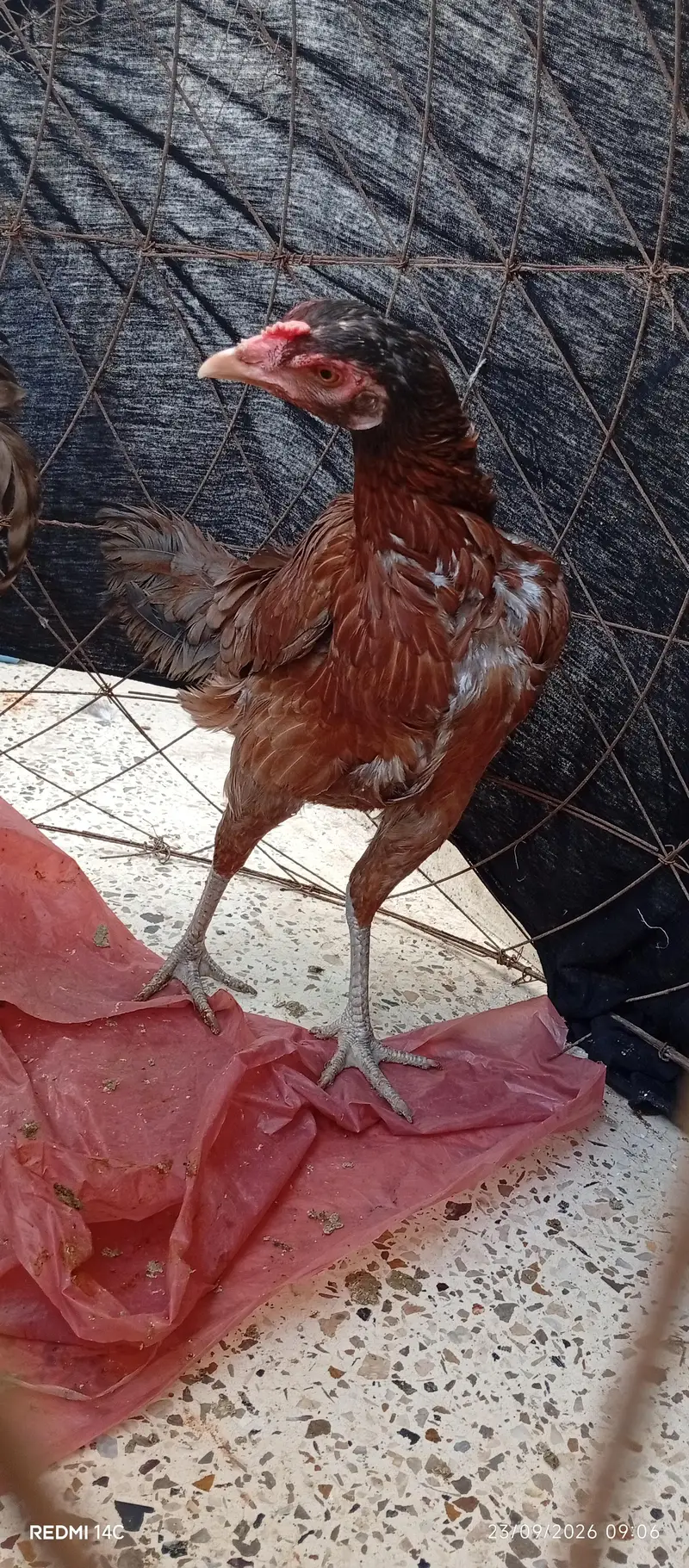 Hen for sale — photo 2