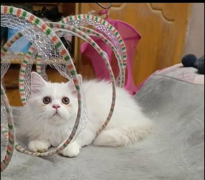 persian kittens/ female,/triple coat/home breed/cat/kitten