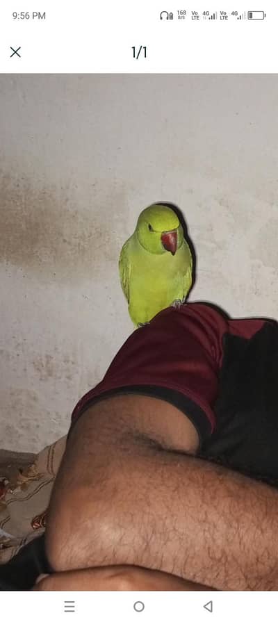 abi tk chota ha