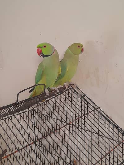 parrot breedr pair