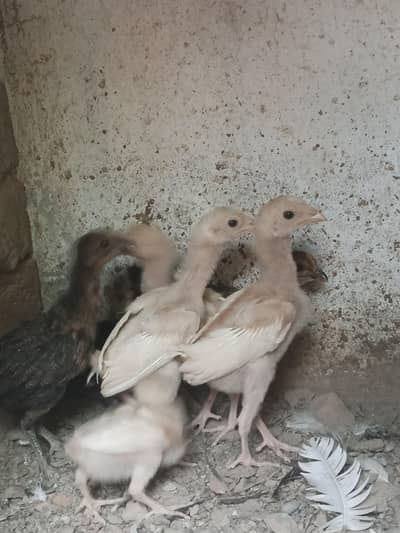 Aseel Heera chicks