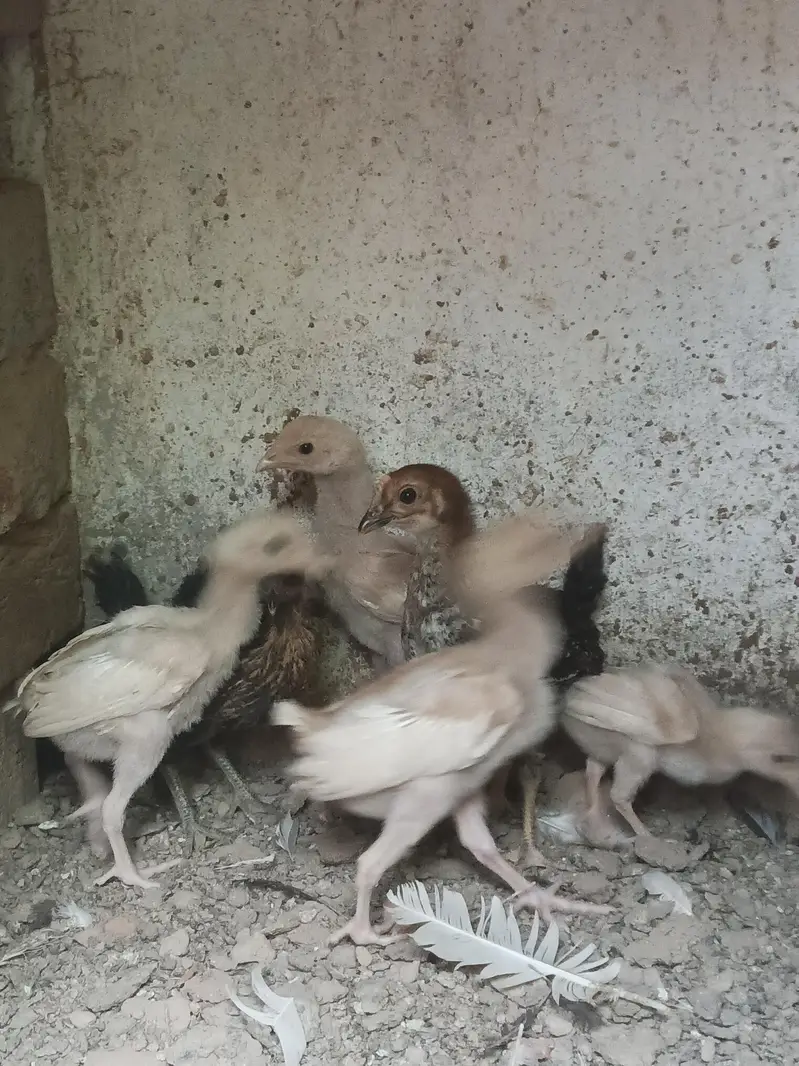 Aseel Heera chicks — photo 2