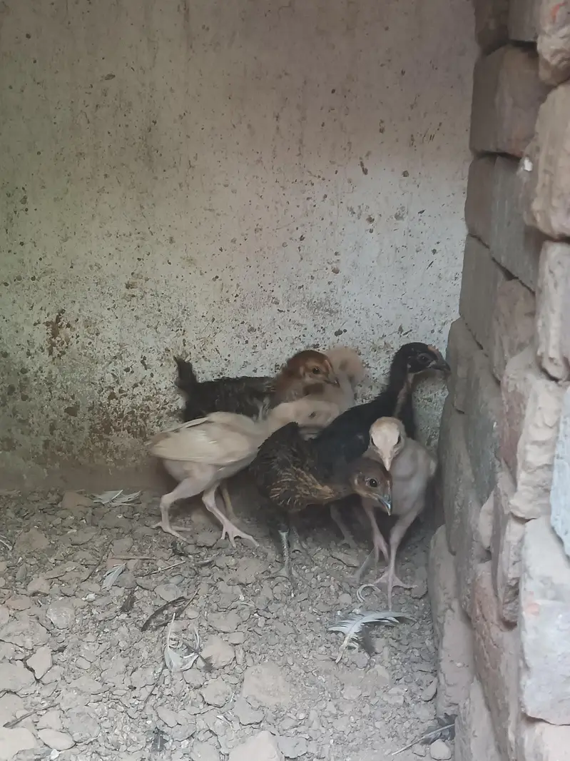 Aseel Heera chicks — photo 3