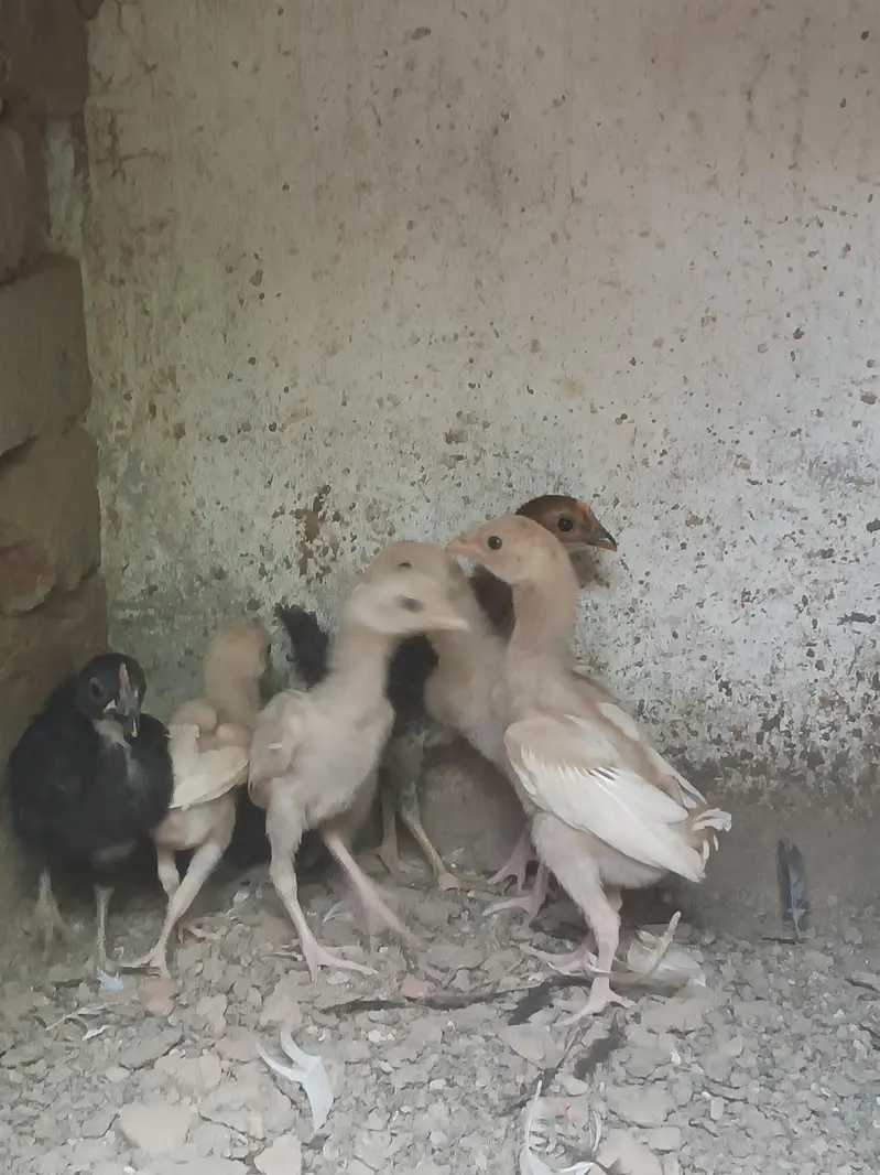 Aseel Heera chicks — photo 4