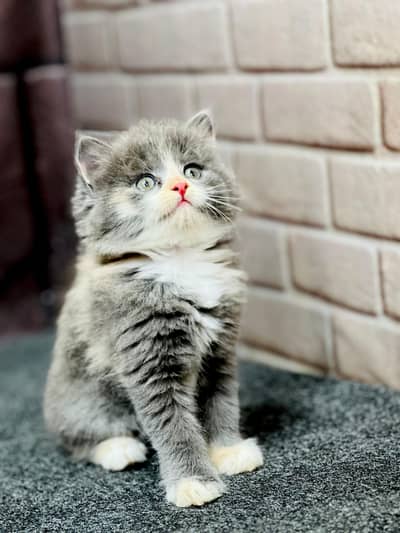 Cash on delivery parshion punch face kitten and cats