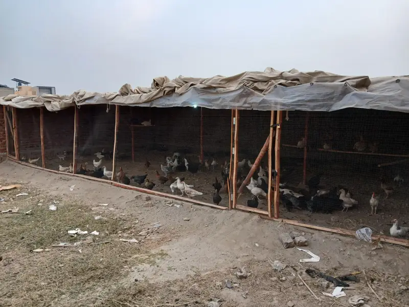 purlrty farm — photo 7