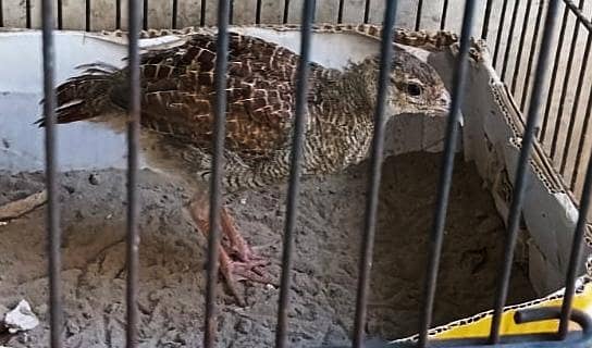 teetar and budgie chicks pair 0