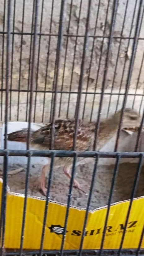 teetar and budgie chicks pair 1