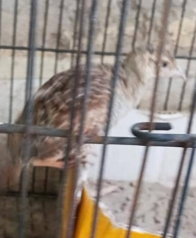 teetar and budgie chicks pair 2