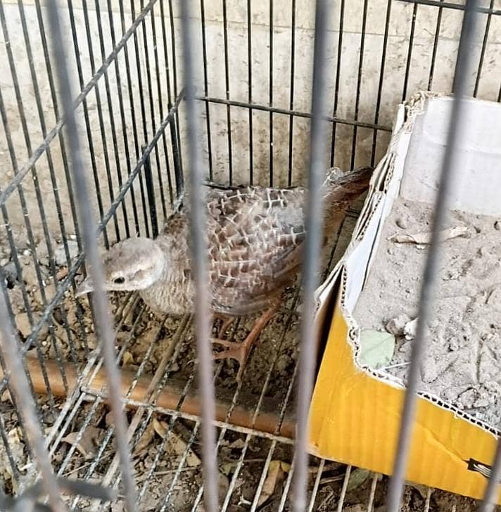 teetar and budgie chicks pair 3