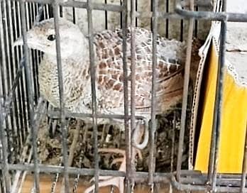 teetar and budgie chicks pair 4