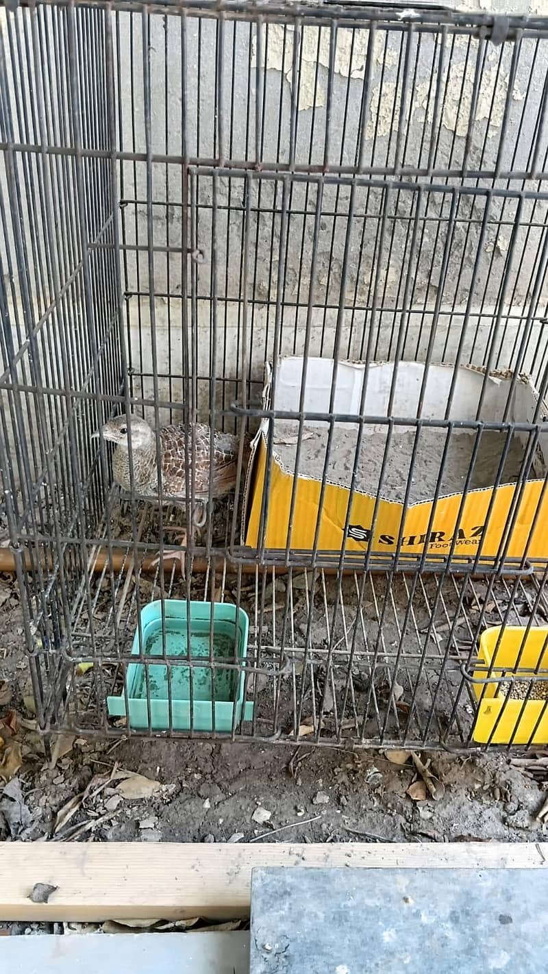 teetar and budgie chicks pair 5