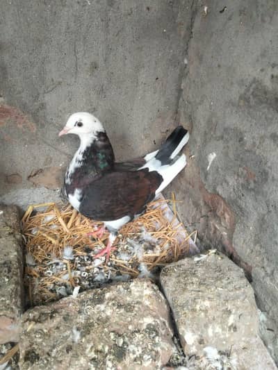 pigeons kabootar
