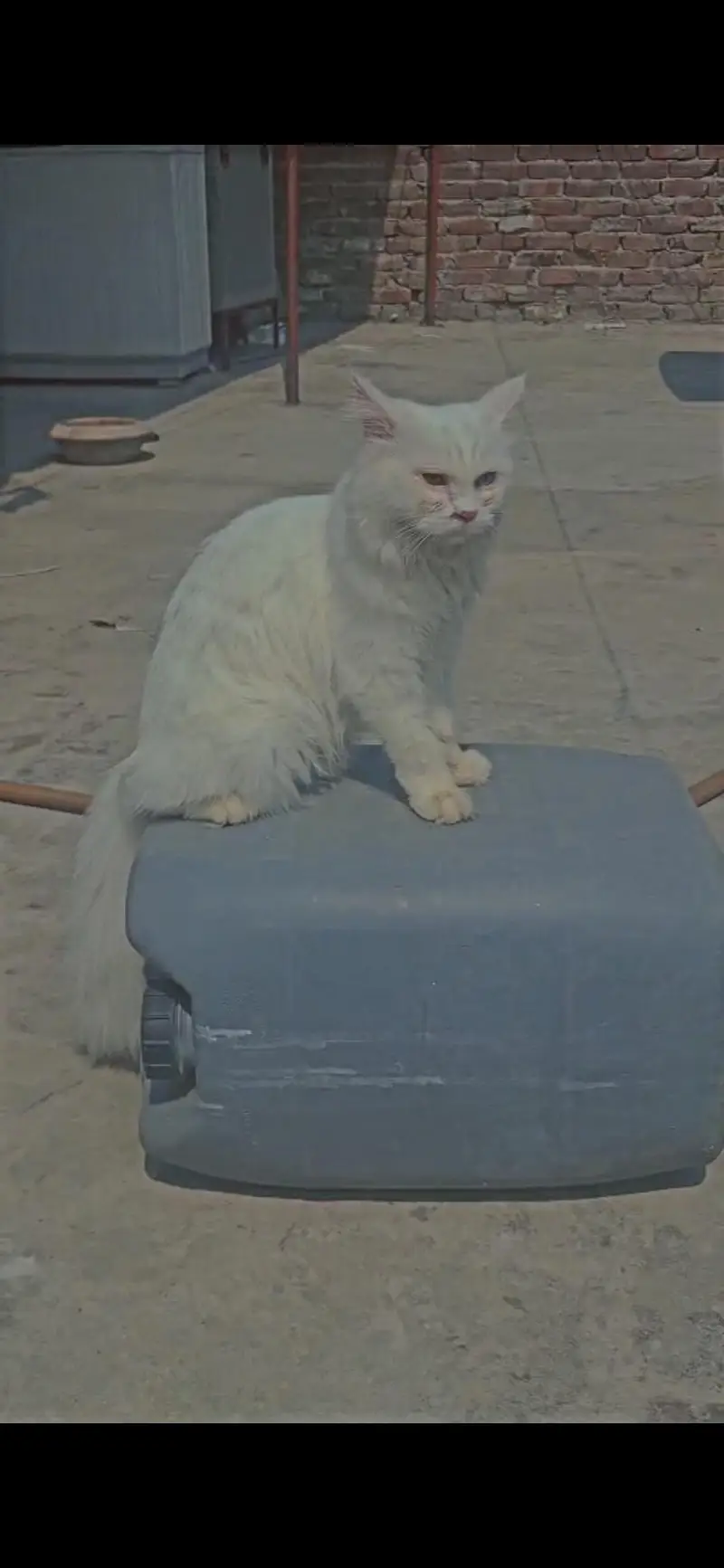 Odd eyes triple coat Persian cat — photo 2