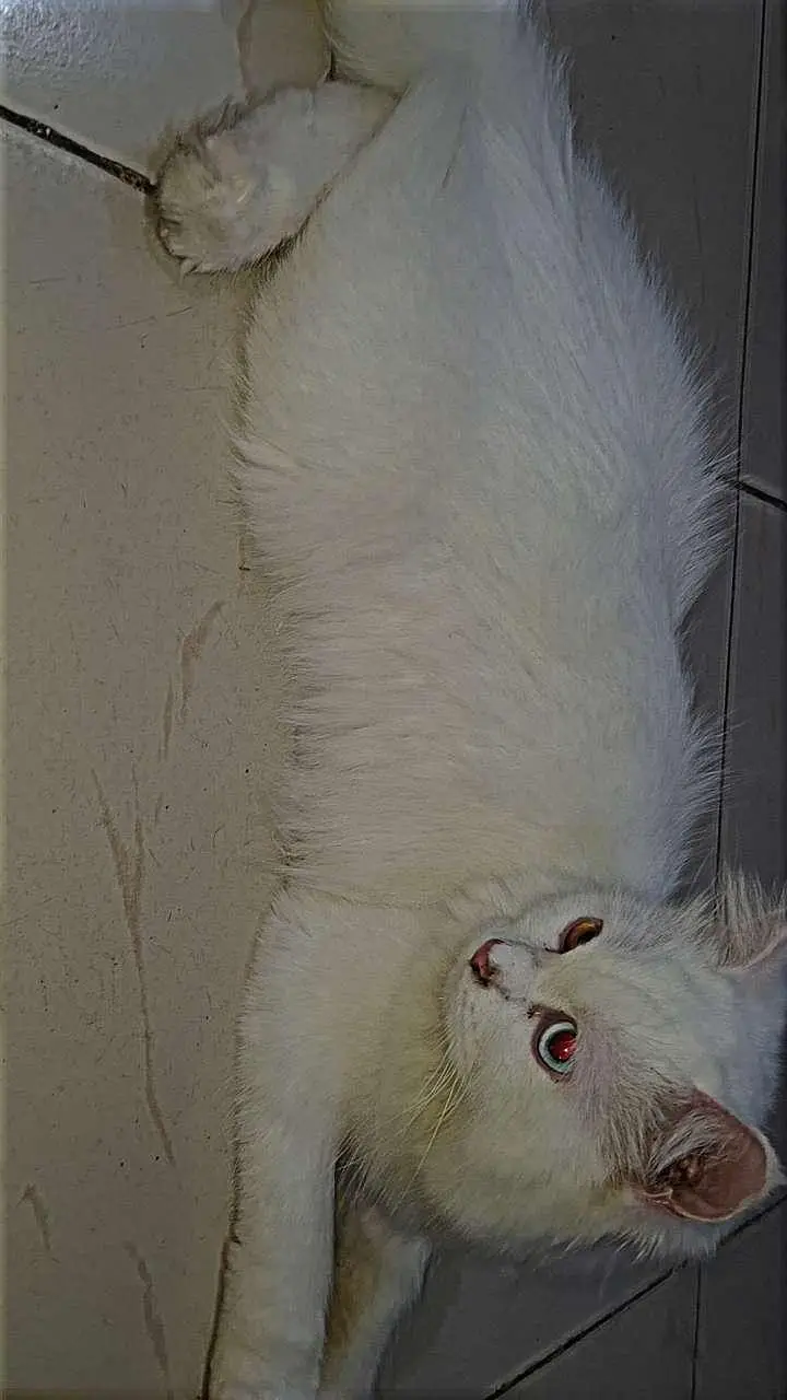 Odd eyes triple coat Persian cat — photo 3