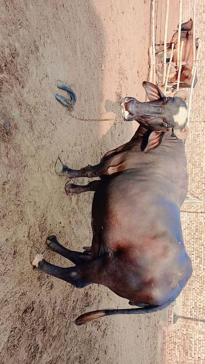 Buffalo for sale