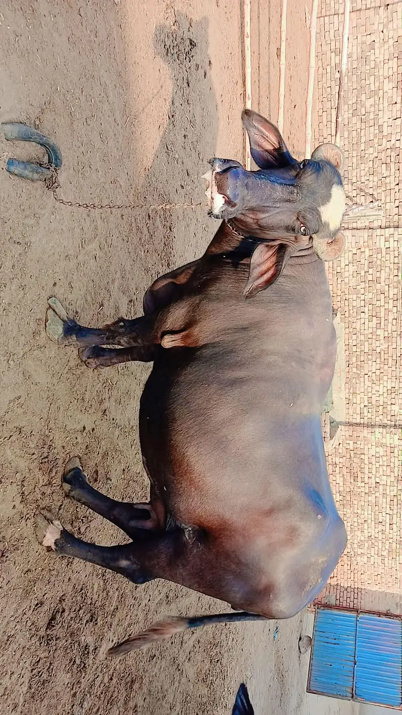 Buffalo for sale — photo 2
