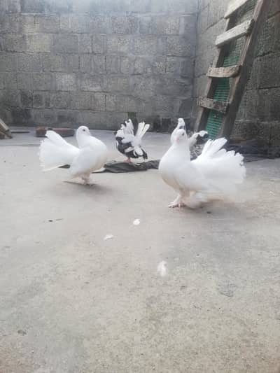 lacky pigeon for sale total 4 ha