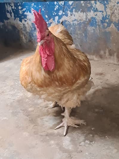 heavy Golden buff male