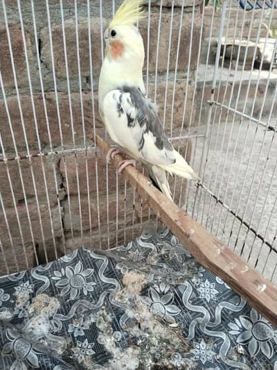cocktail v paid breeder male