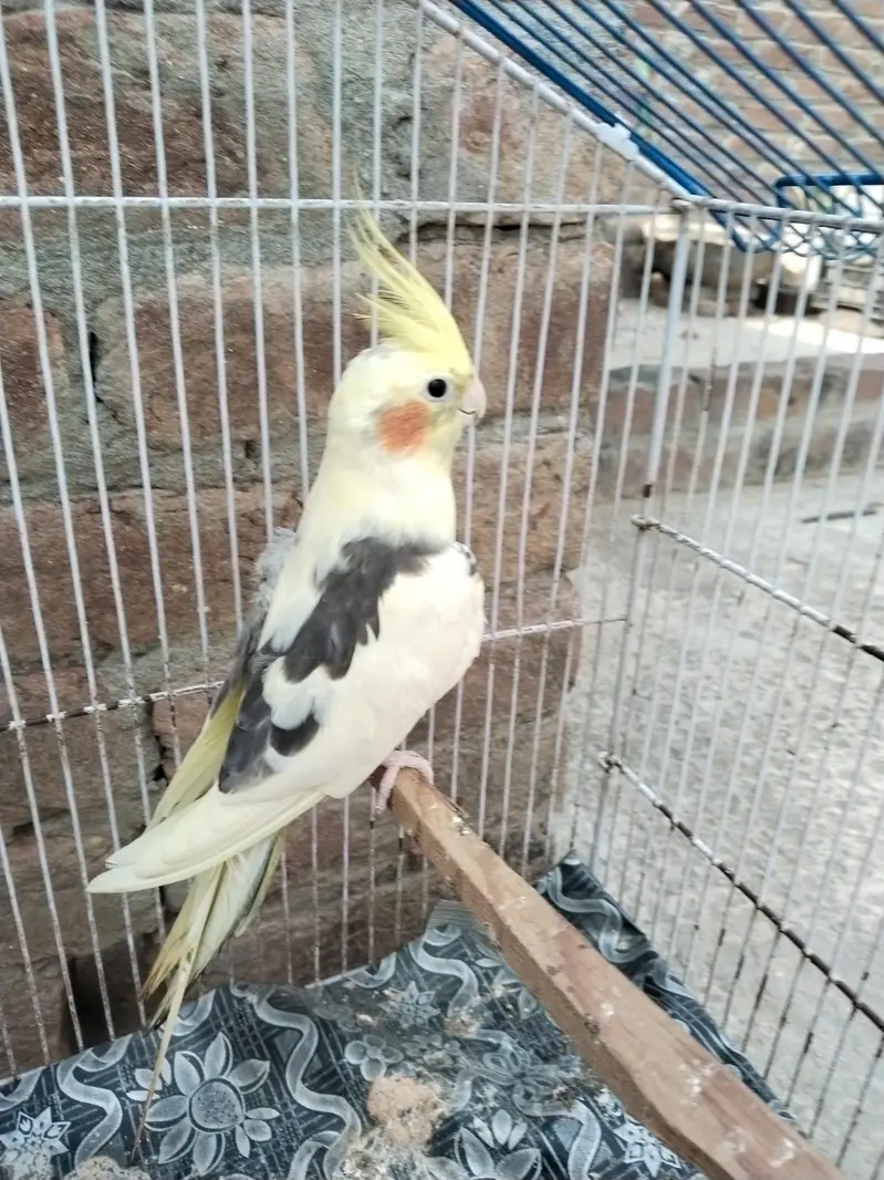 cocktail v paid breeder male — photo 2
