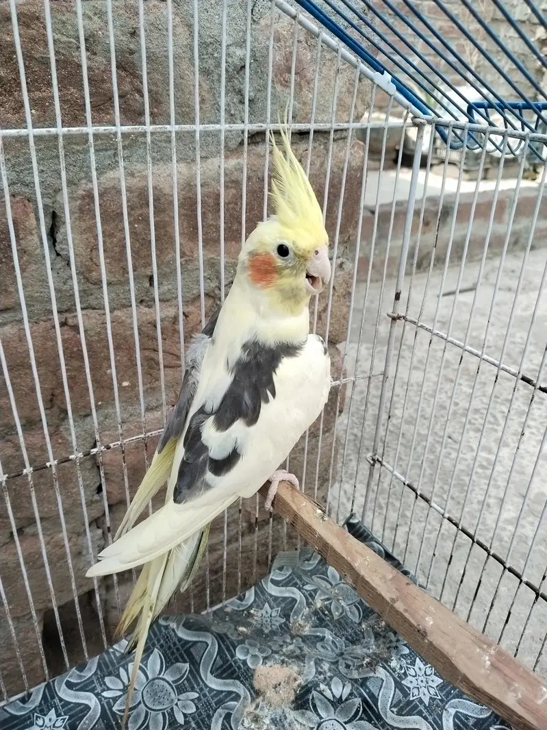 cocktail v paid breeder male — photo 3