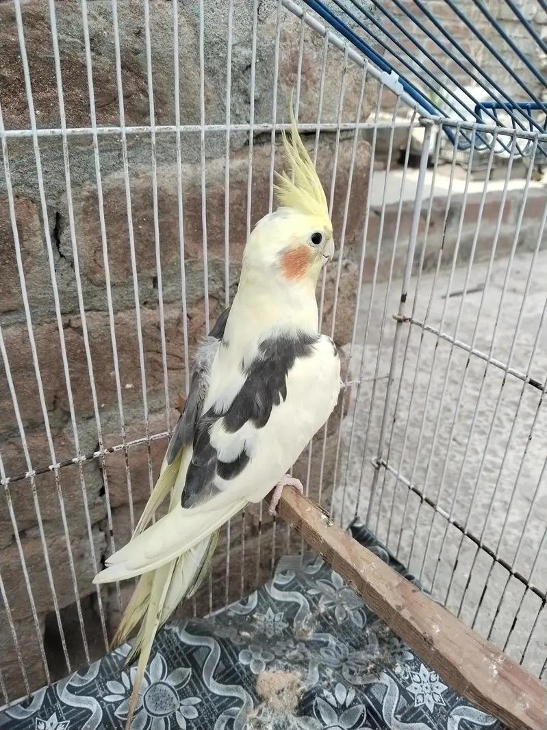 cocktail v paid breeder male — photo 4