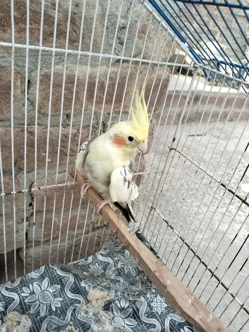 cocktail v paid breeder male — photo 5