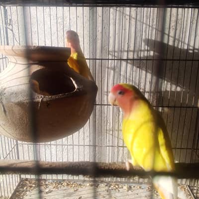 lutino personata Red eye