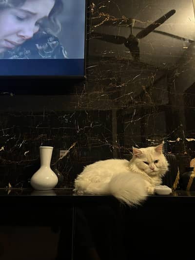 White Healthy Persian Cat