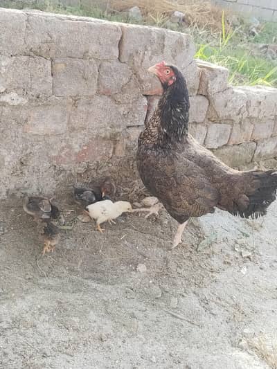 Aseel murgi with chicks/ murgi with chicks/ murgi with chicks for sale