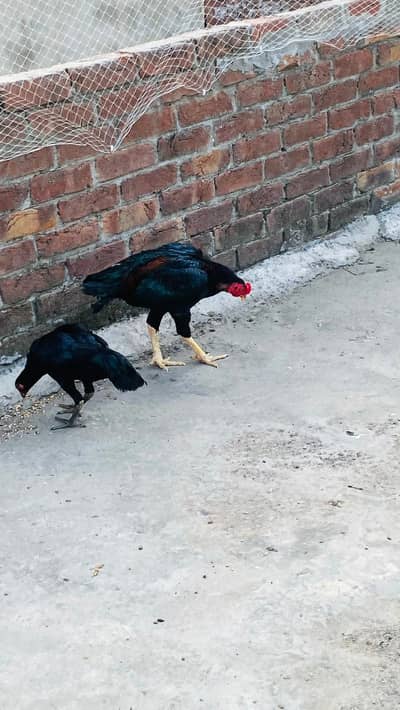 aseel pair for sale exchange possible Kisi b chiez KY Sath achi bread