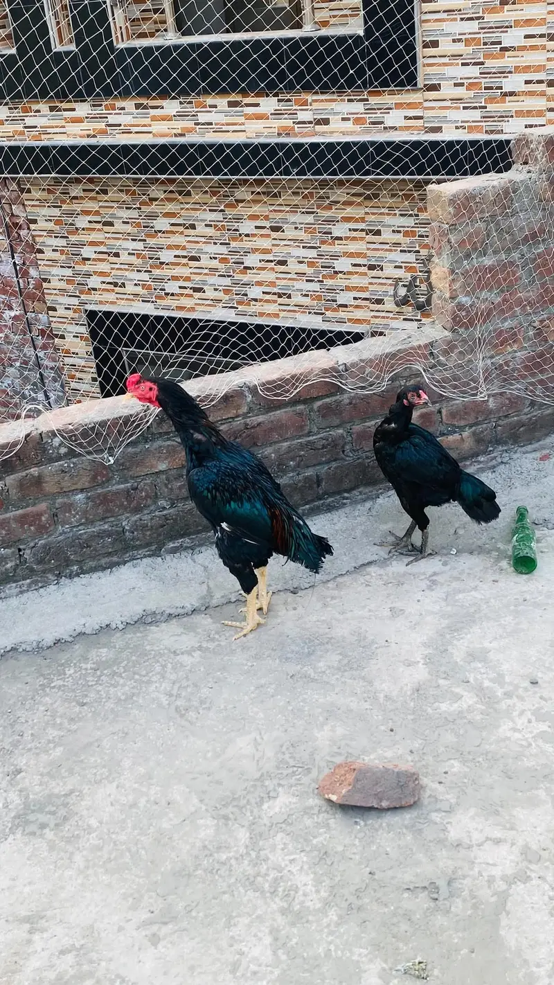 aseel pair for sale exchange possible Kisi b chiez KY Sath achi bread — photo 2