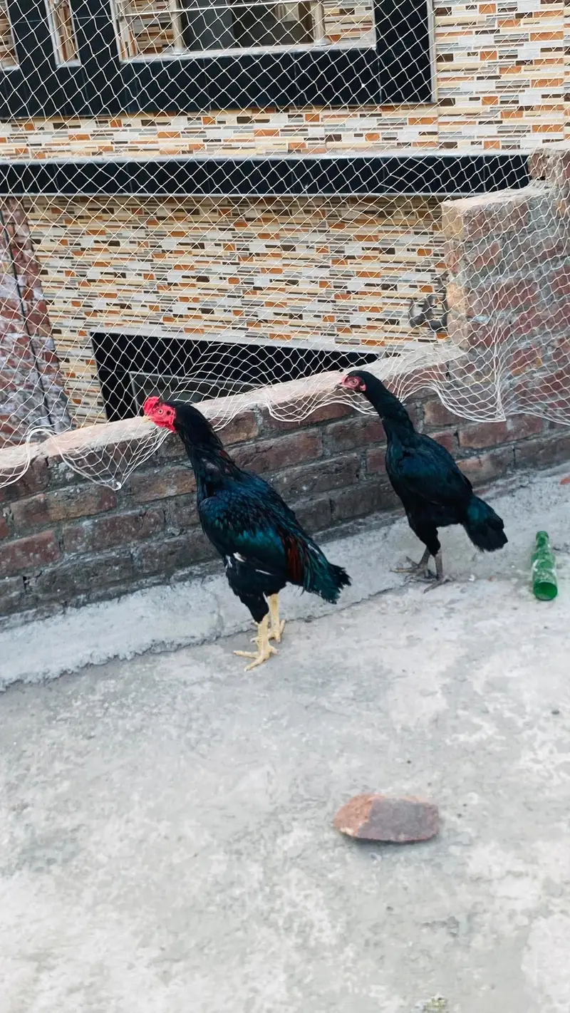 aseel pair for sale exchange possible Kisi b chiez KY Sath achi bread — photo 3