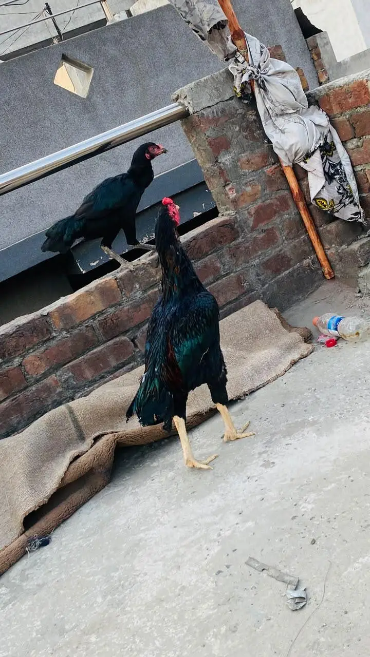 aseel pair for sale exchange possible Kisi b chiez KY Sath achi bread — photo 4