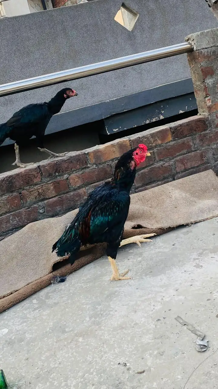 aseel pair for sale exchange possible Kisi b chiez KY Sath achi bread — photo 5