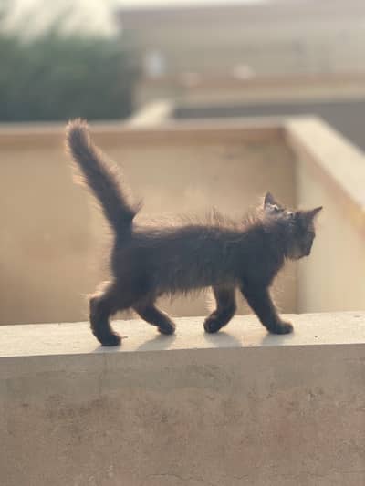 Persian cat of 2 month , in long coat and fully hand tamed