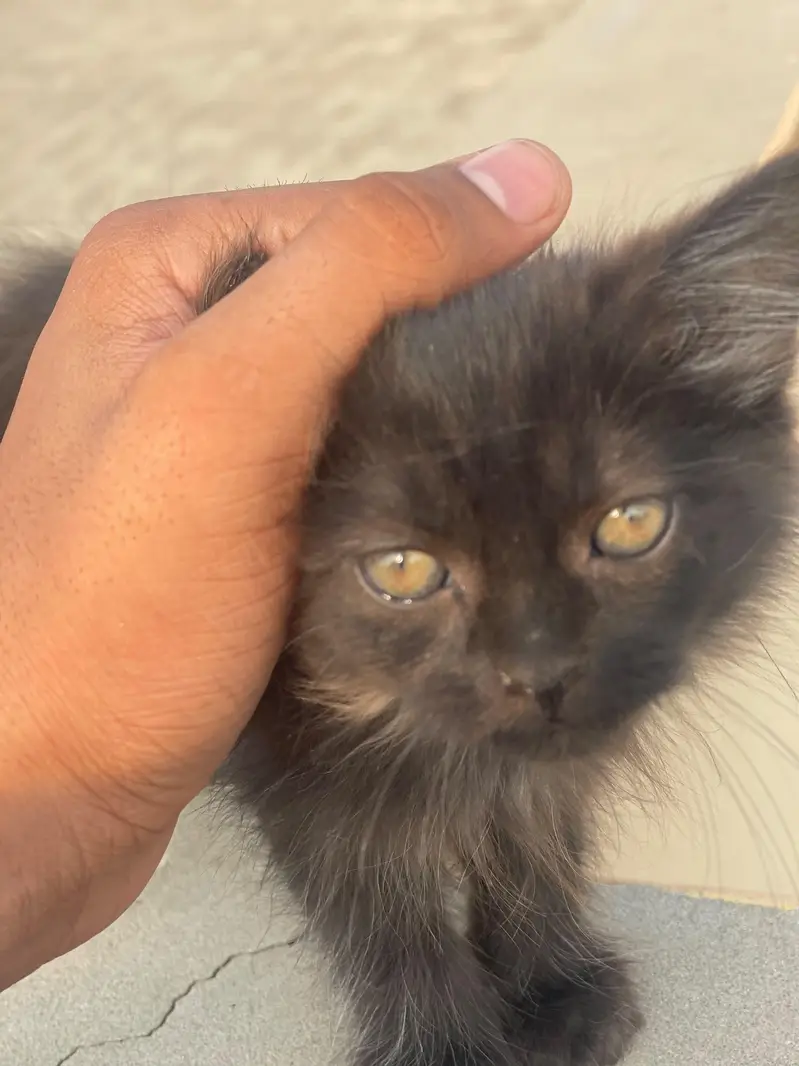 Persian cat of 2 month , in long coat and fully hand tamed — photo 2