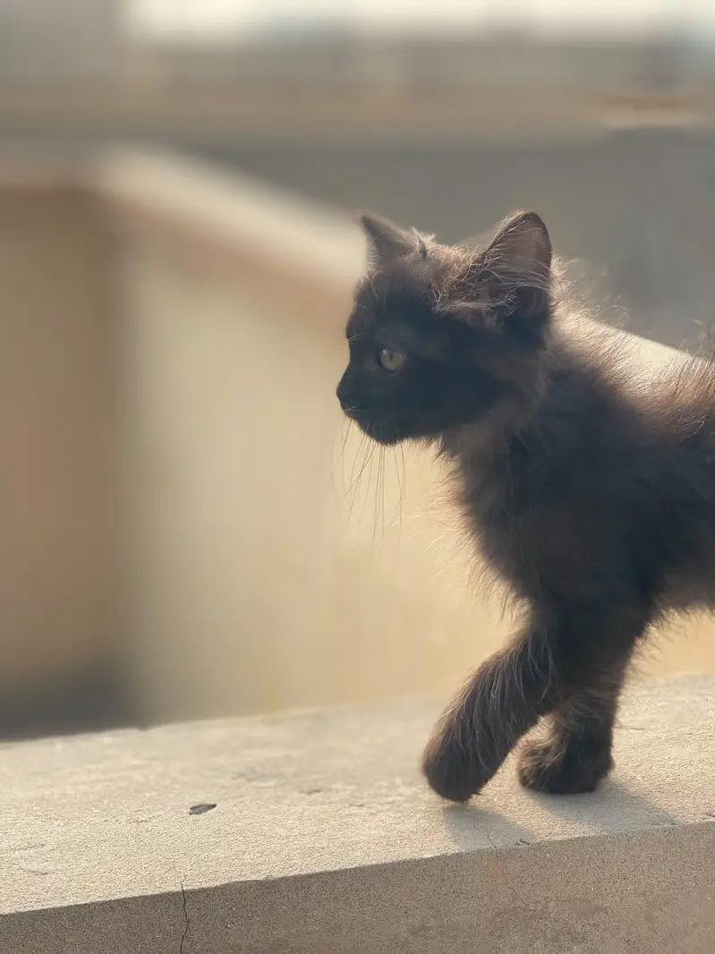 Persian cat of 2 month , in long coat and fully hand tamed — photo 3