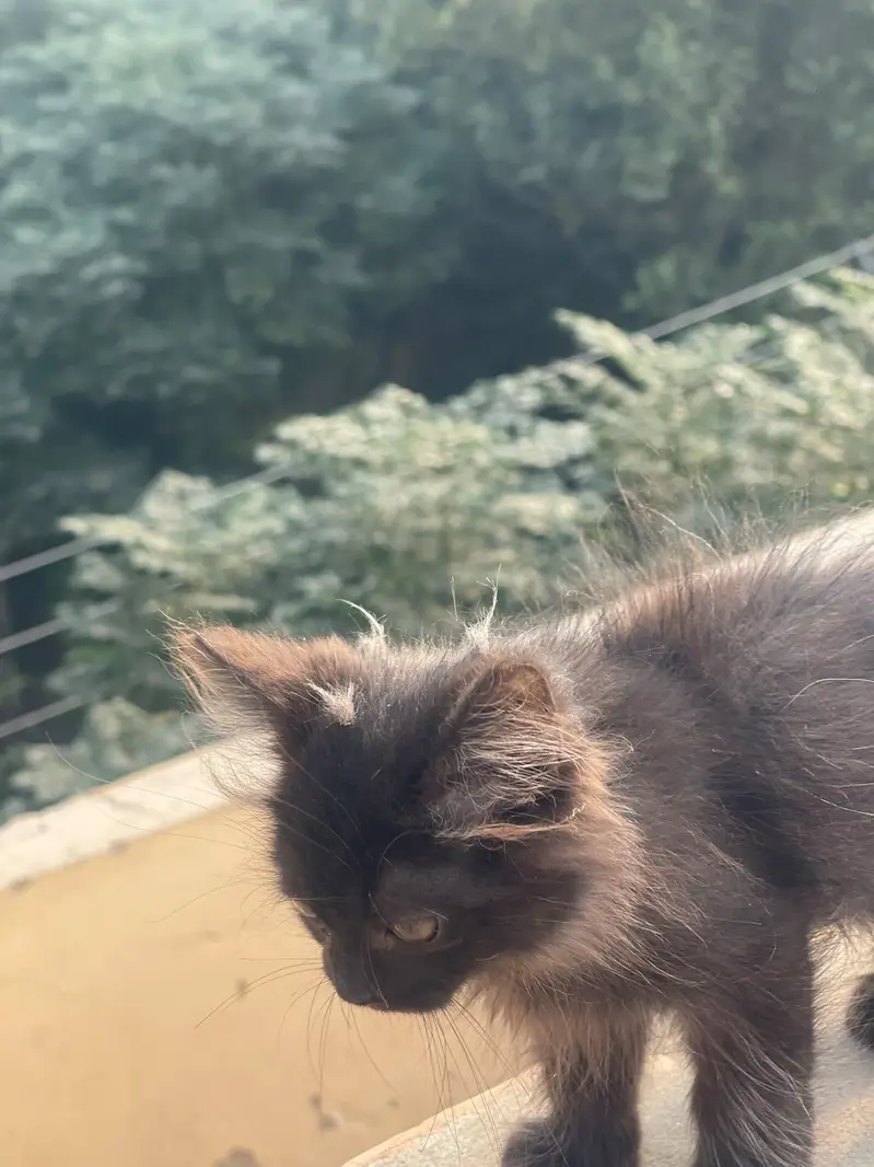 Persian cat of 2 month , in long coat and fully hand tamed — photo 4