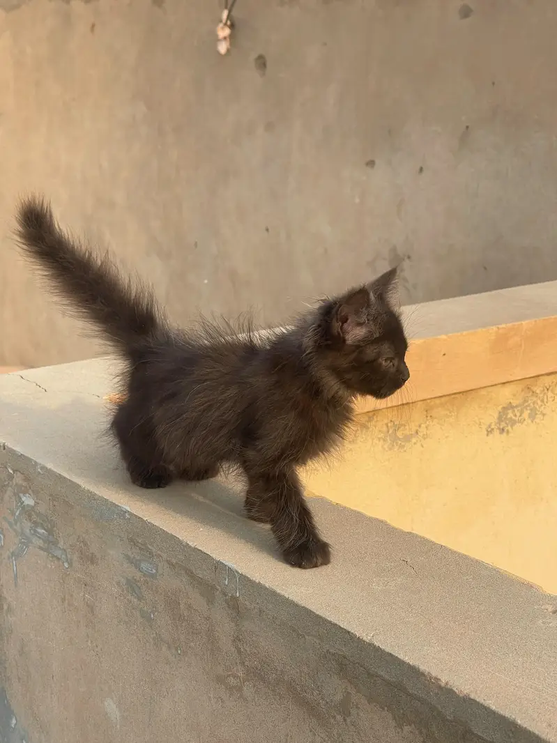 Persian cat of 2 month , in long coat and fully hand tamed — photo 5