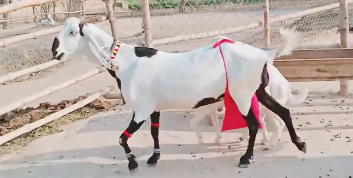 2 bacchon wali bakri for sale call_03230718297 — photo 4