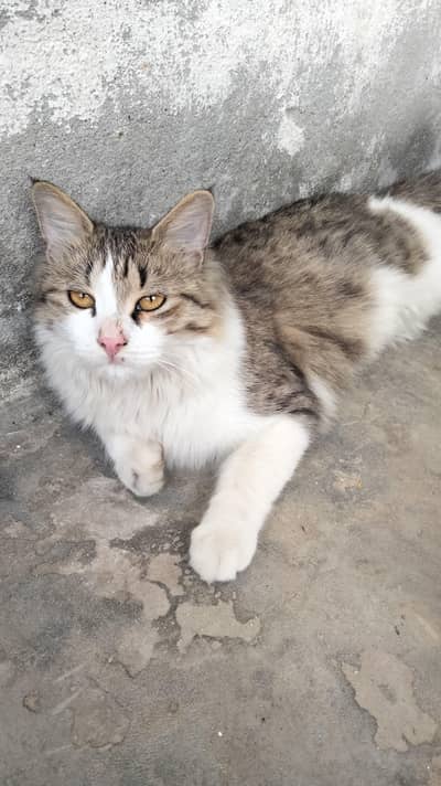 Persian single coat cat and kittens