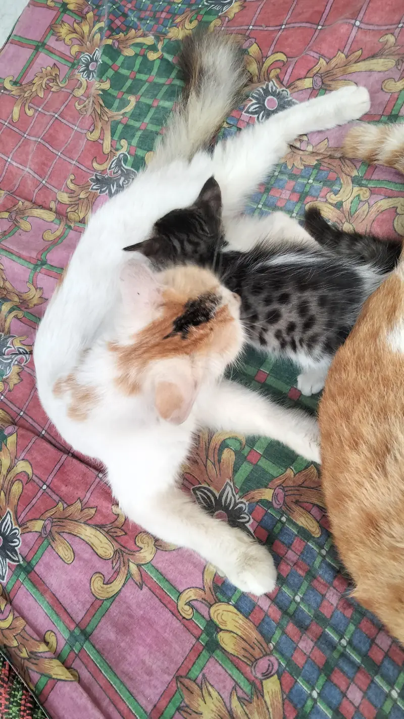Persian single coat cat and kittens — photo 2