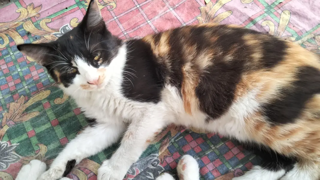 Persian single coat cat and kittens — photo 3